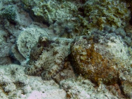 Caribbean Octopus IMG 7808